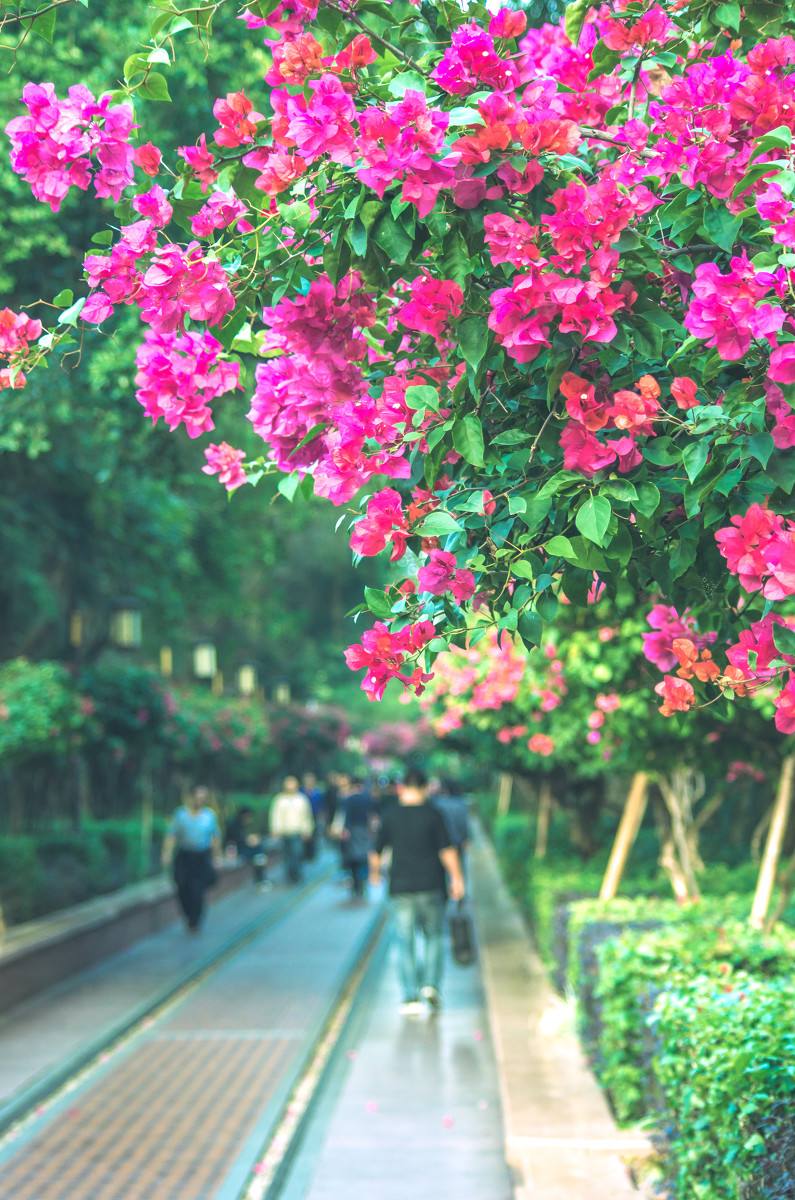 深圳，深圳.jpg